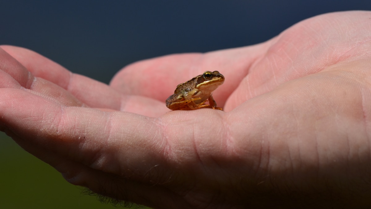 new species of miniature frogs