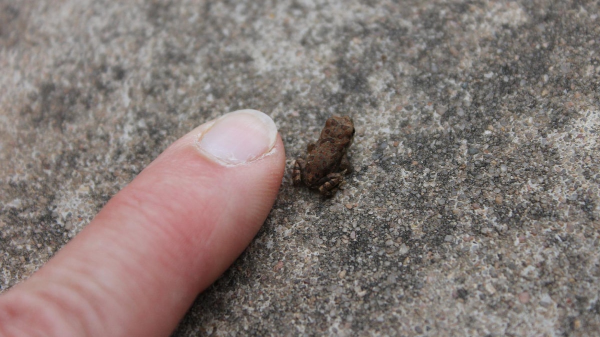 new species of miniature frogs