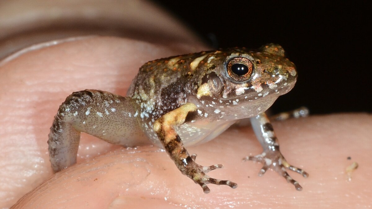 new species of miniature frogs