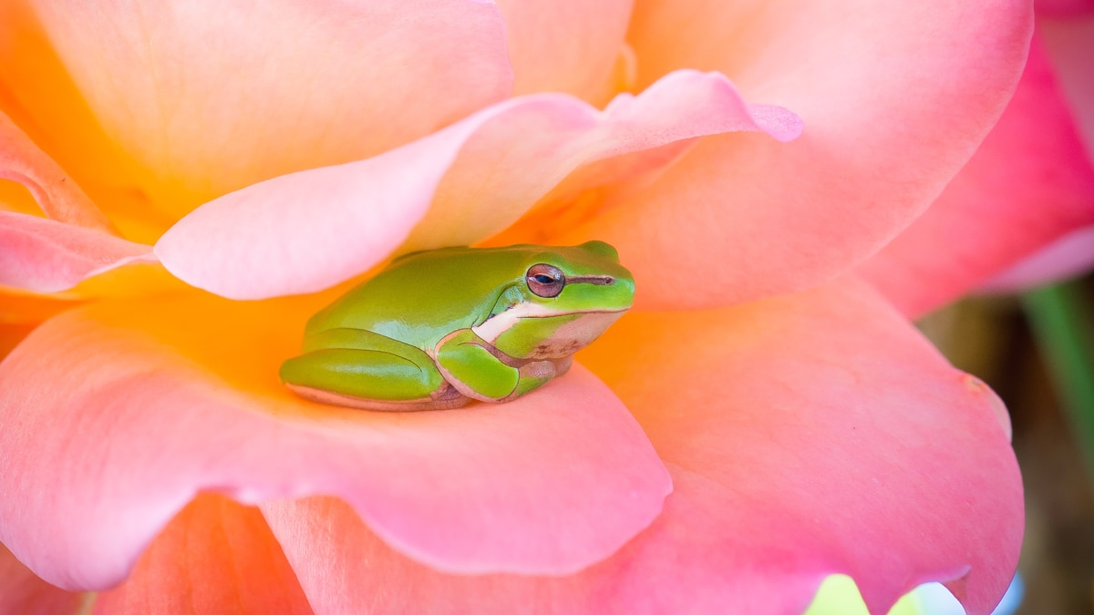 new species of miniature frogs