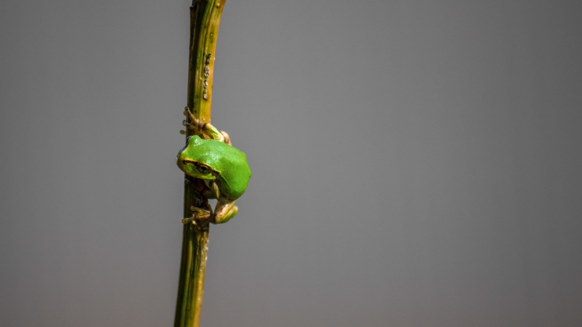 new species of miniature frogs