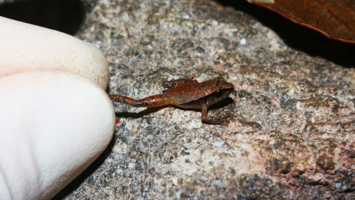 new species of miniature frogs