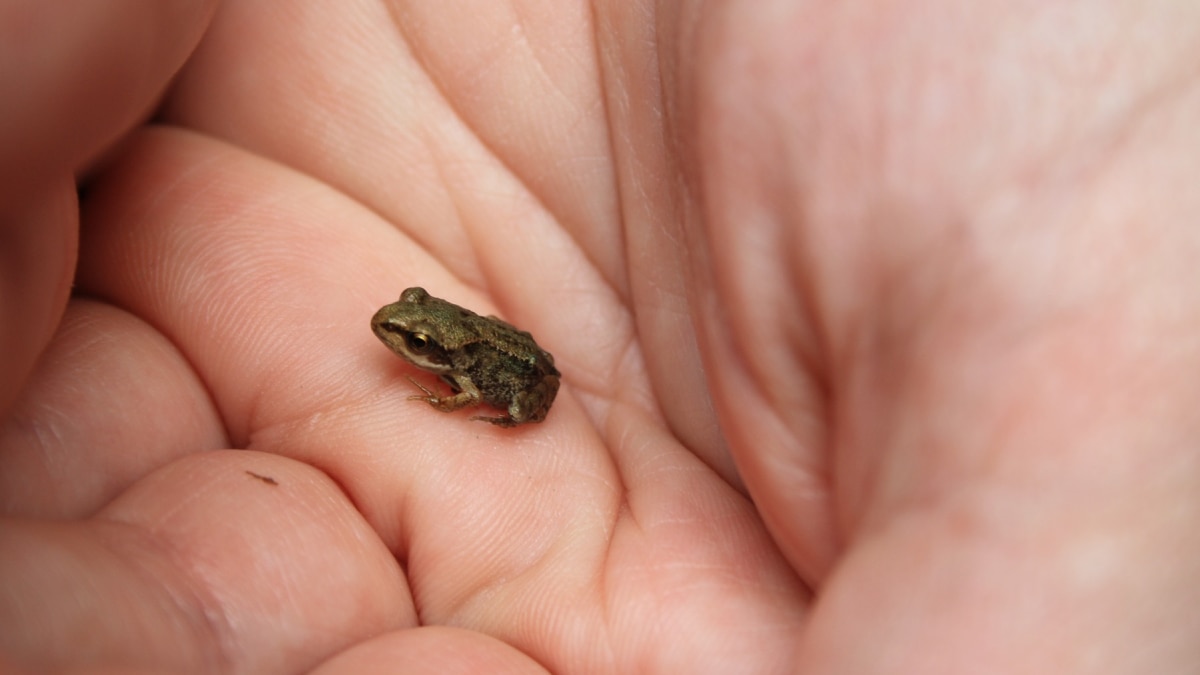 new species of miniature frogs