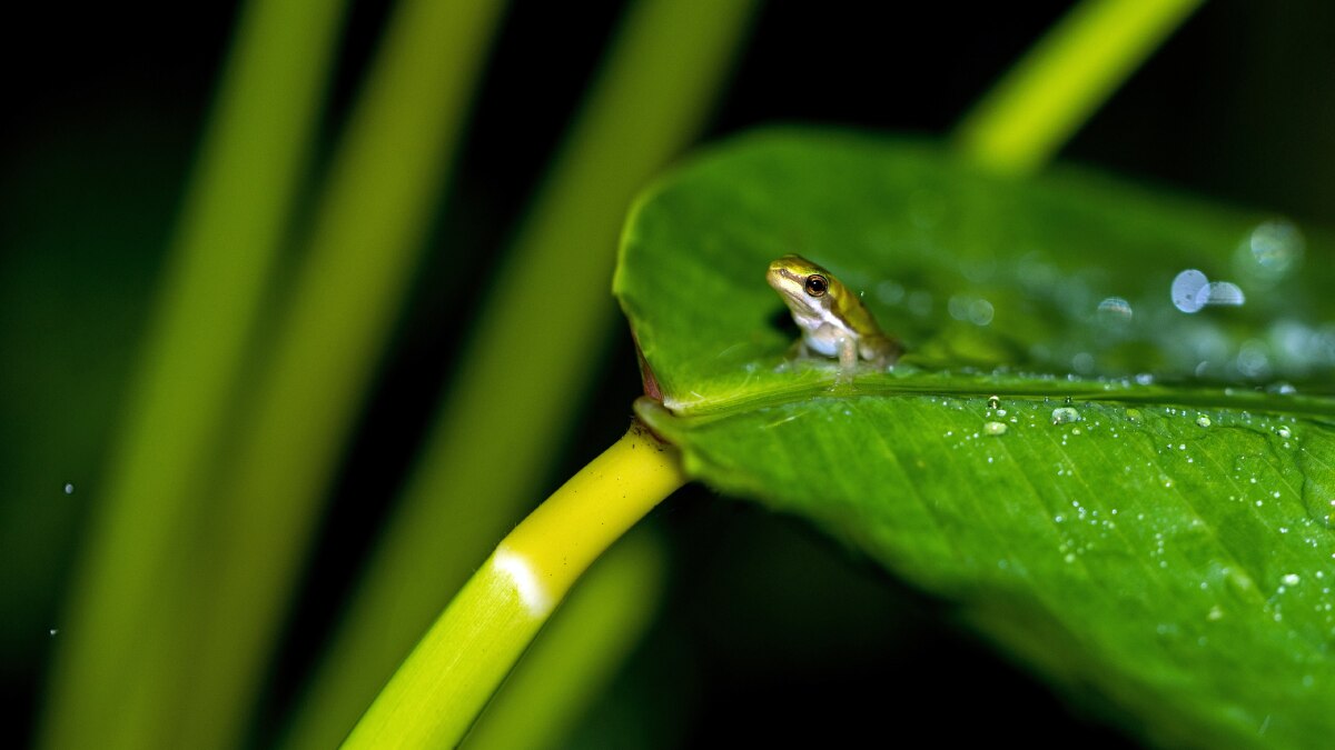 new species of miniature frogs