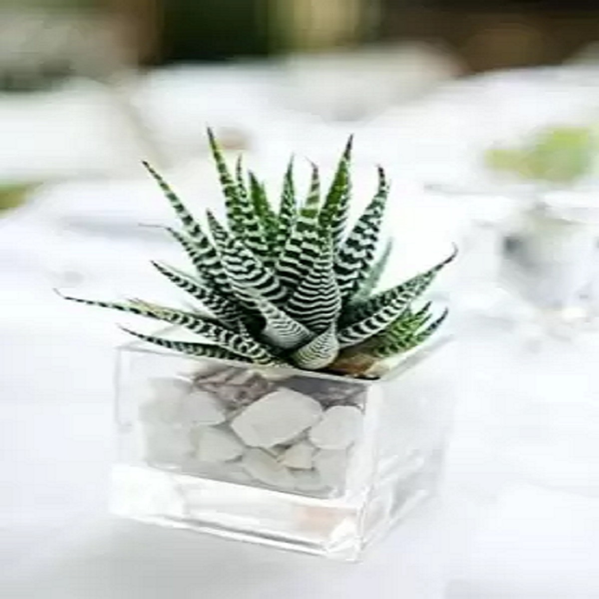 Transparent Pot plant