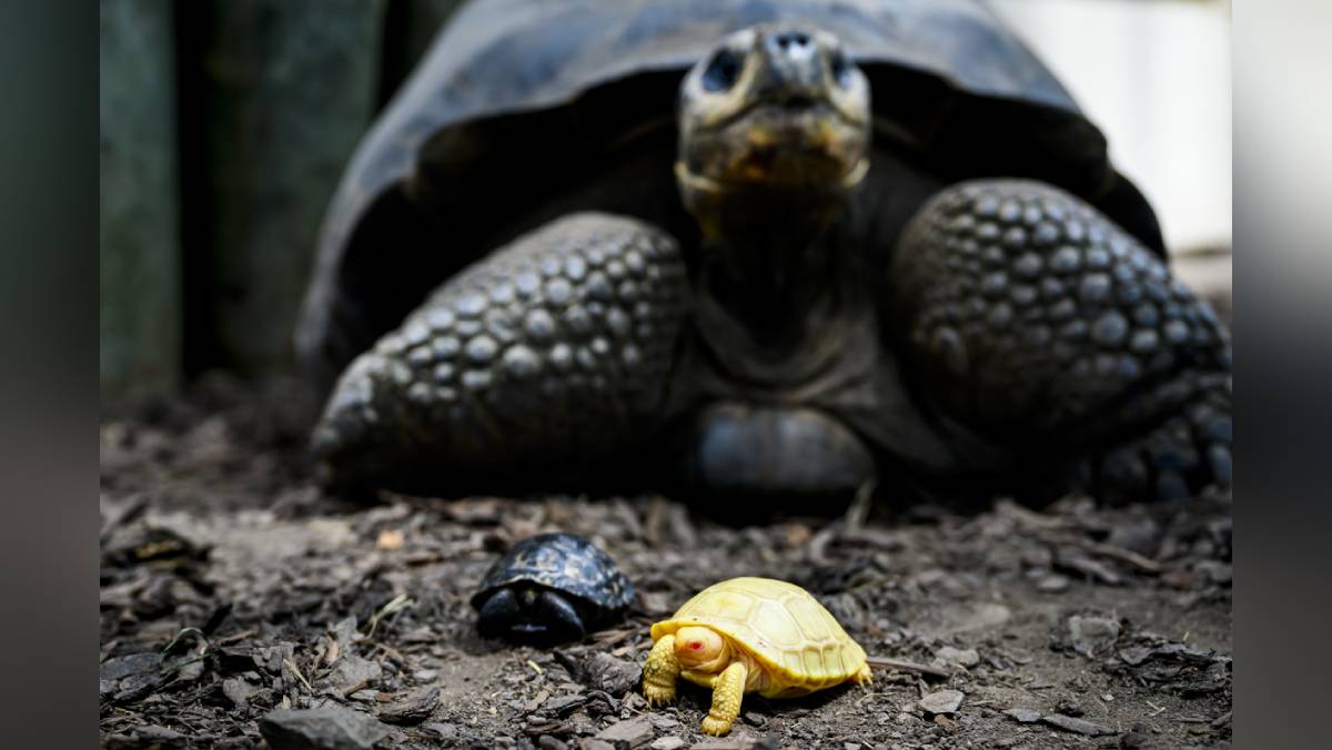Rare albino Galapagos giant tortoise