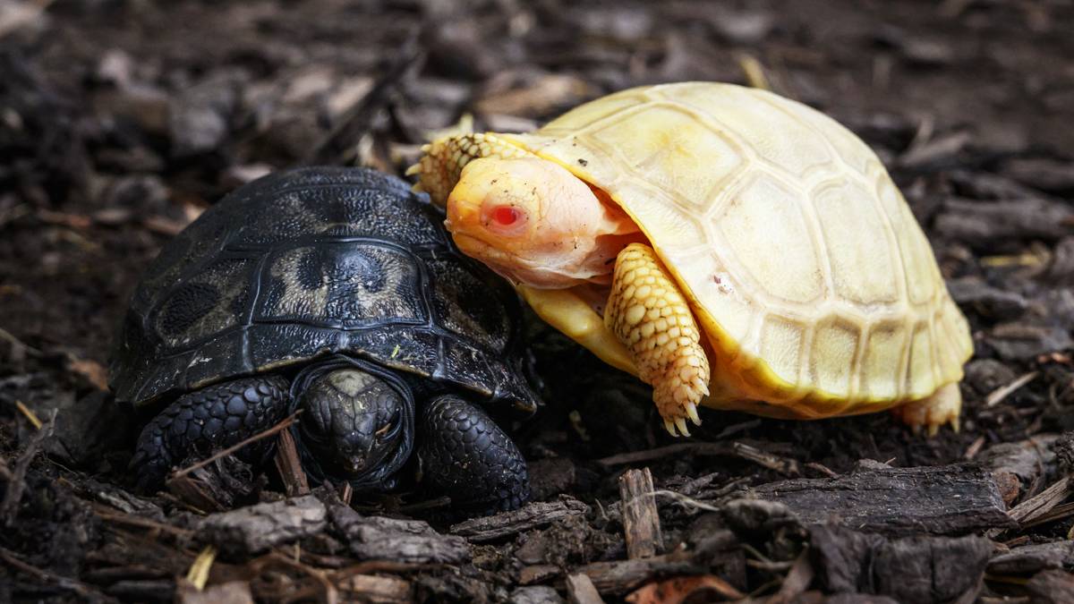 Rare albino Galapagos giant tortoise