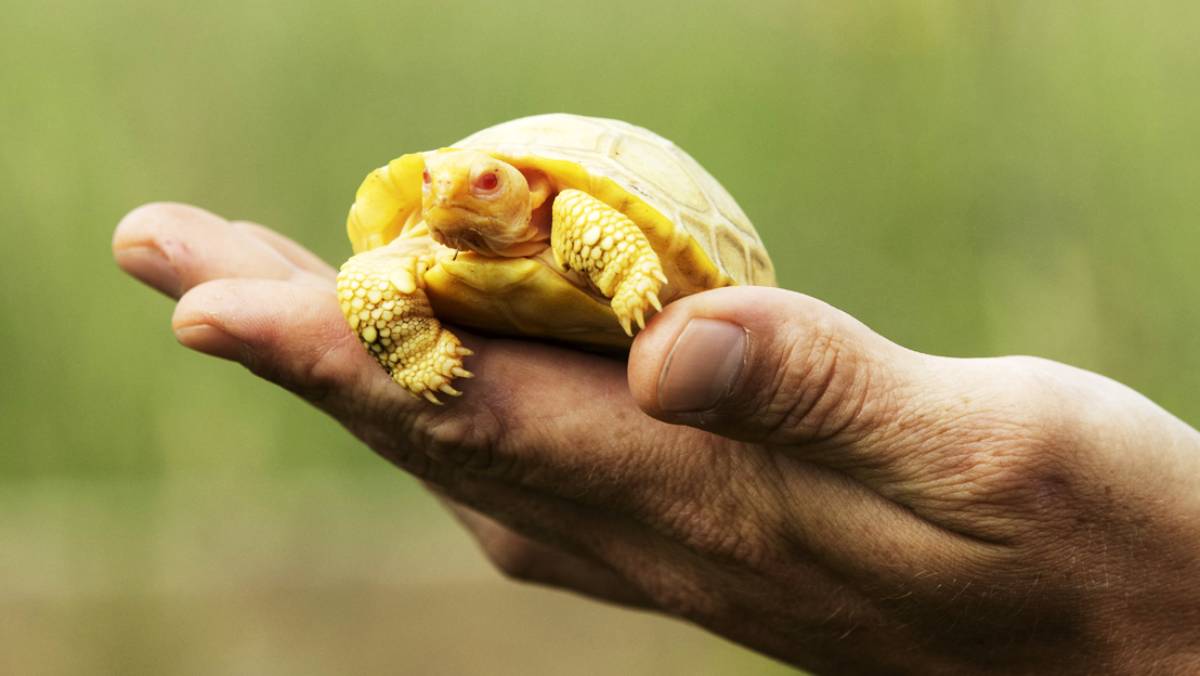 Rare albino Galapagos giant tortoise