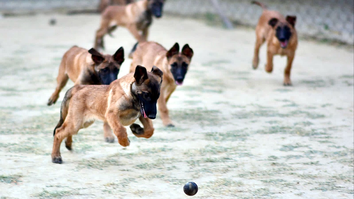 Indian Army Dog Unit