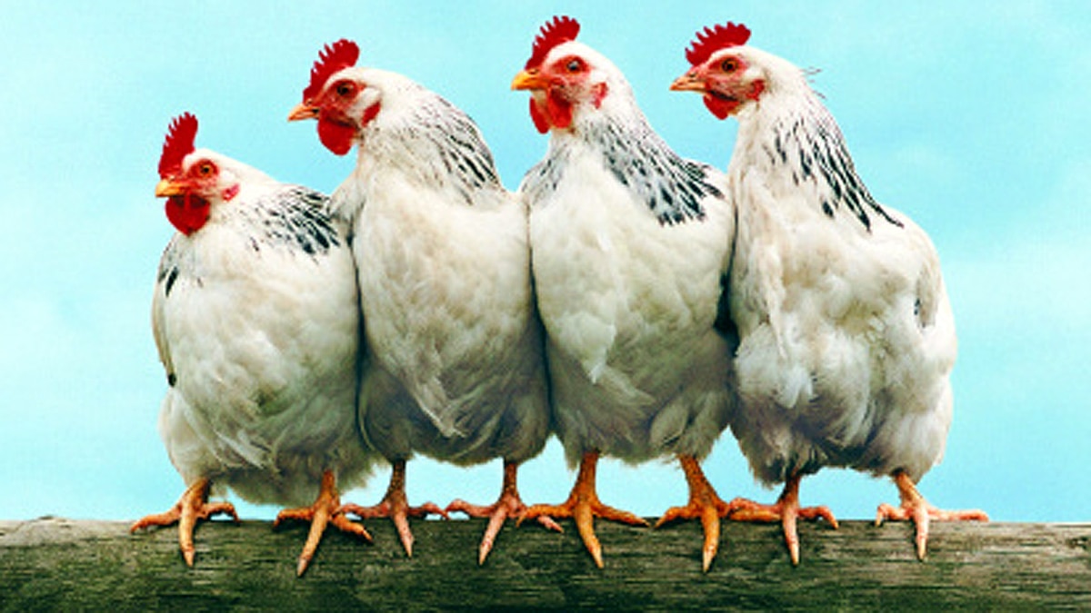 Who ate first chicken?