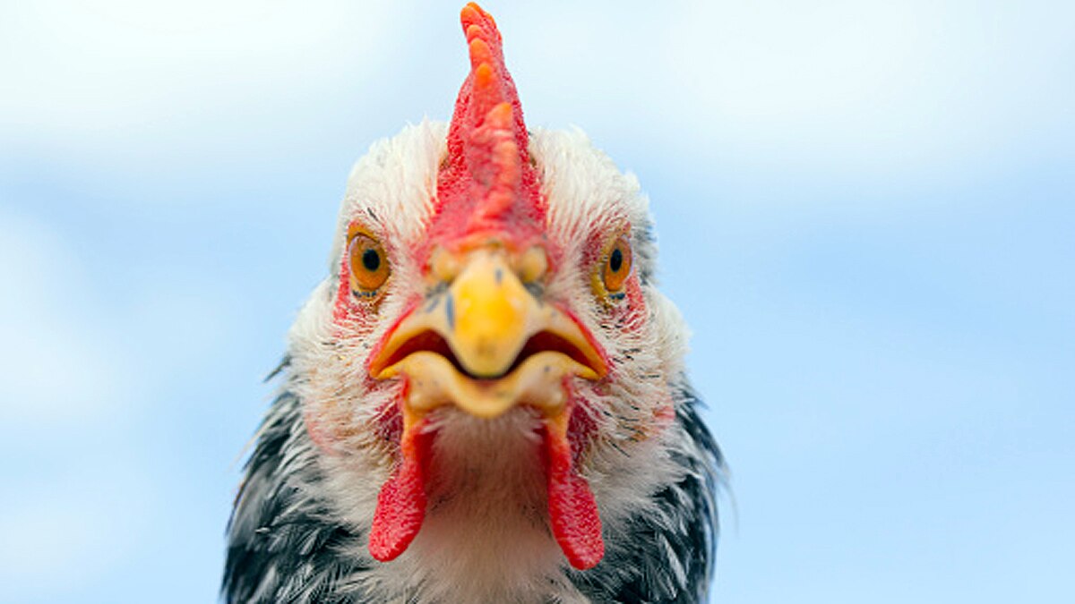 Who ate first chicken?