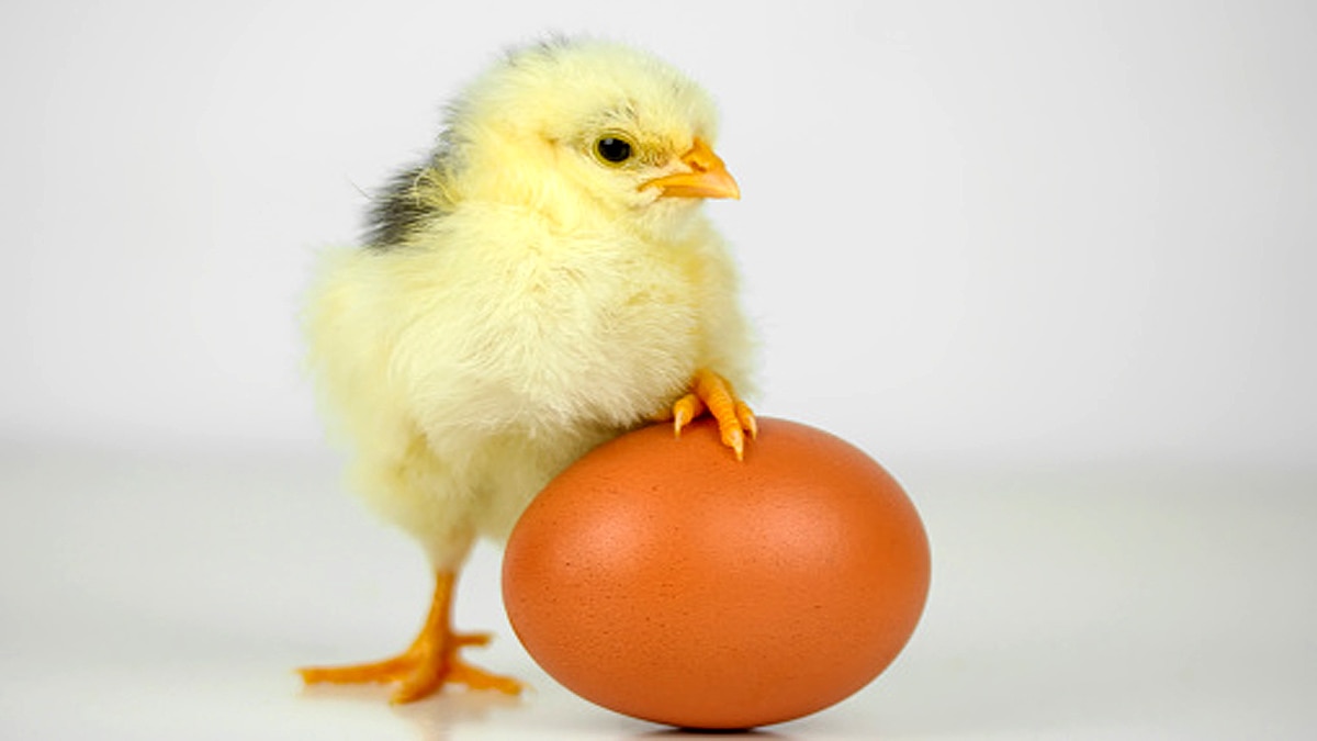 Who ate first chicken?