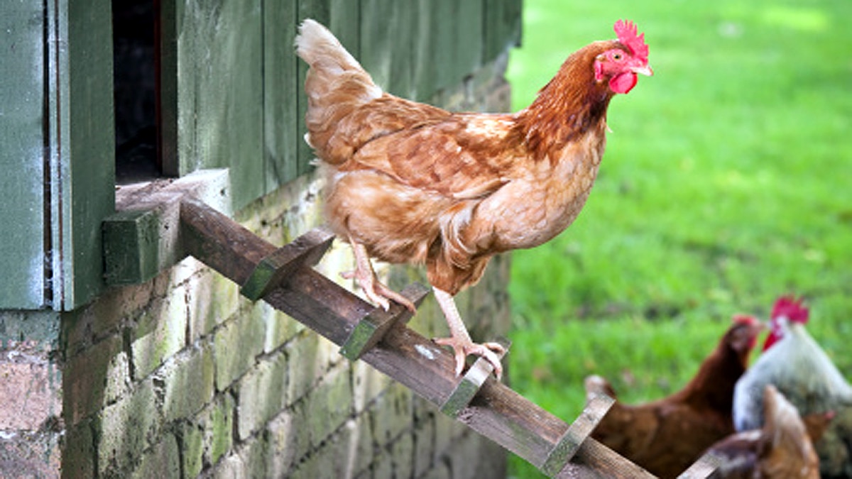 who ate first chicken?