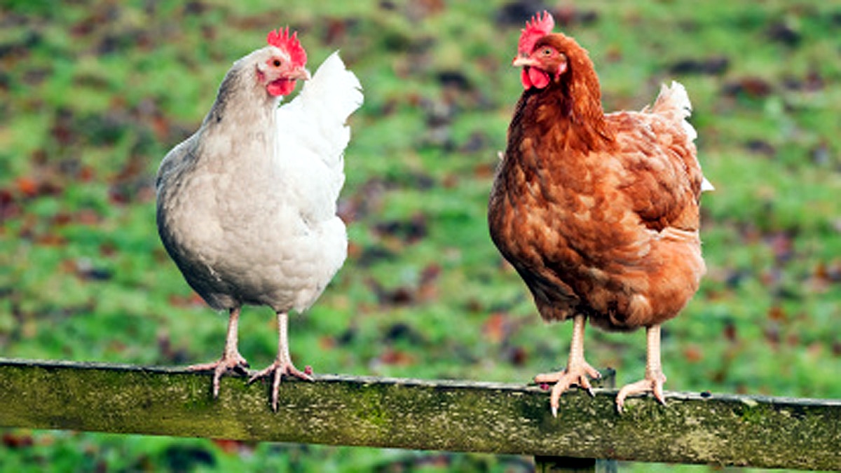 Who ate first chicken?