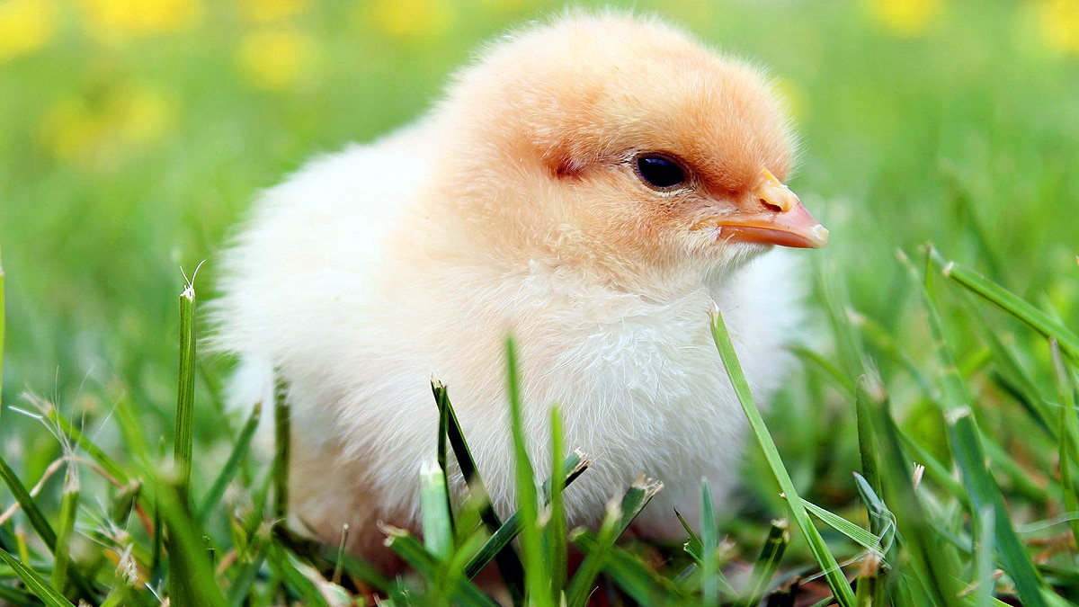 Who ate first chicken?