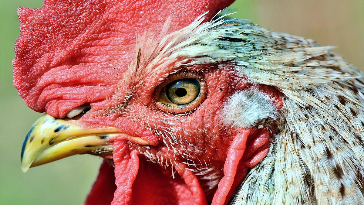 who were the first people to eat chickens