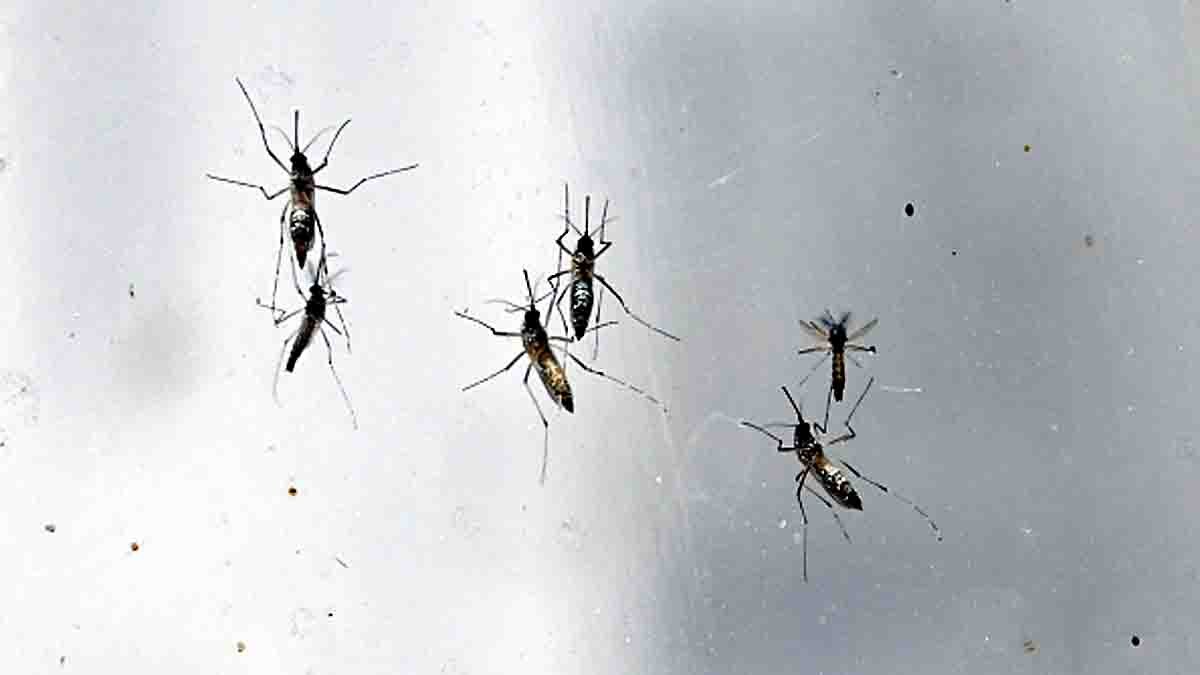 mosquitoes loses taste of blood