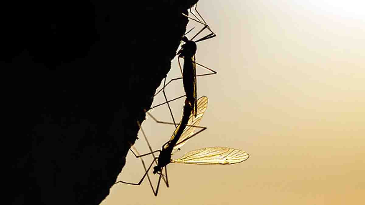 mosquitoes loses taste of blood