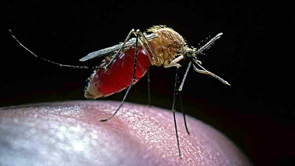mosquitoes loses taste of blood
