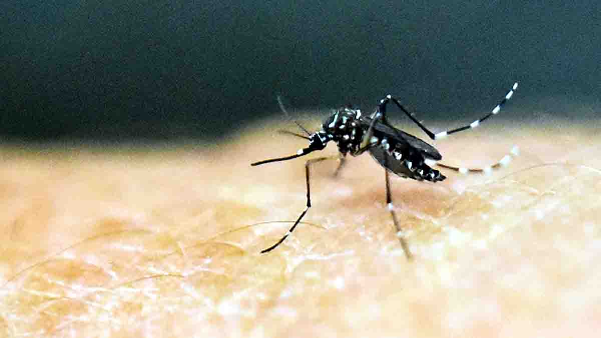 mosquitoes loses taste of blood