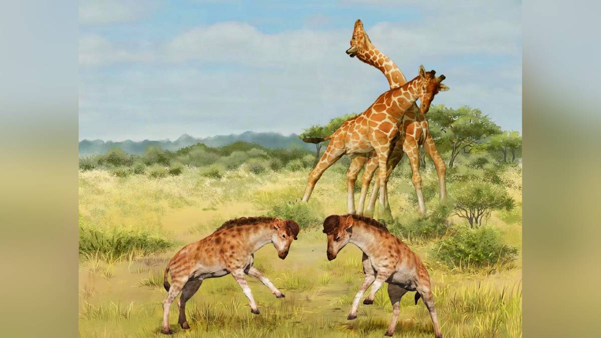 early giraffe neck evolution
