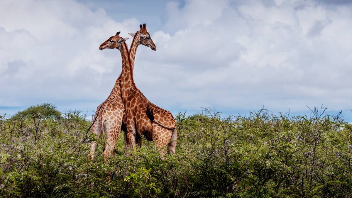 early giraffe neck evolution