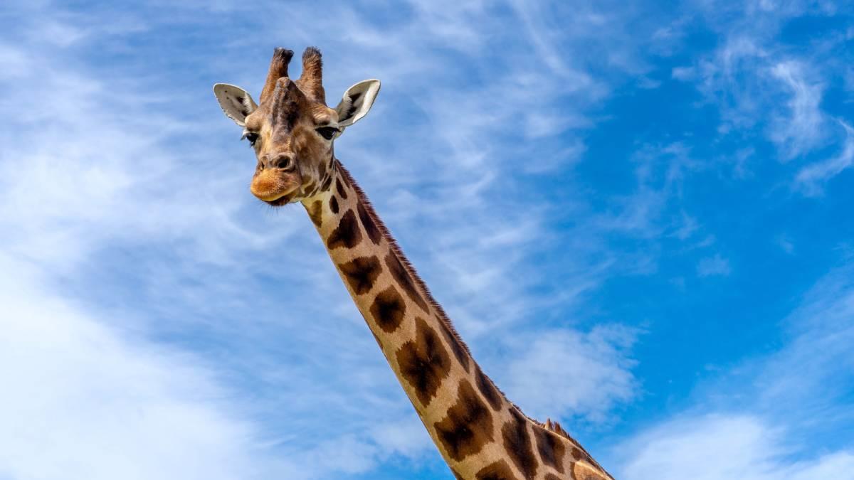 early giraffe neck evolution (Photo: Unsplash)