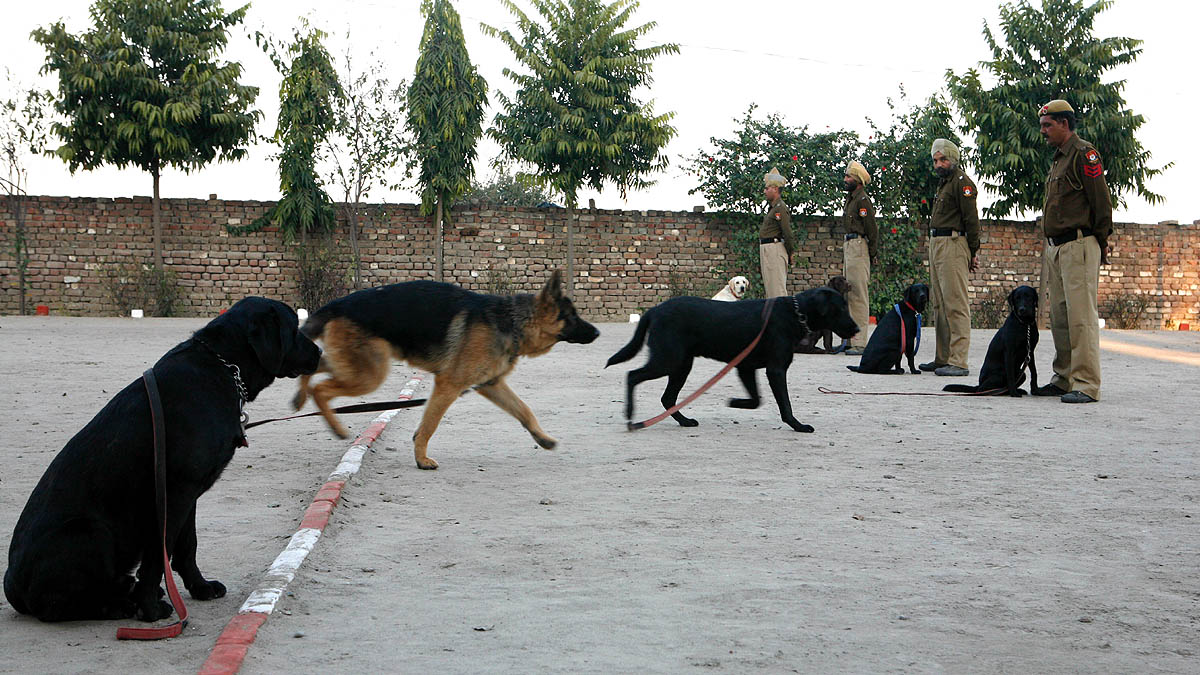 Indian Army Dog Unit