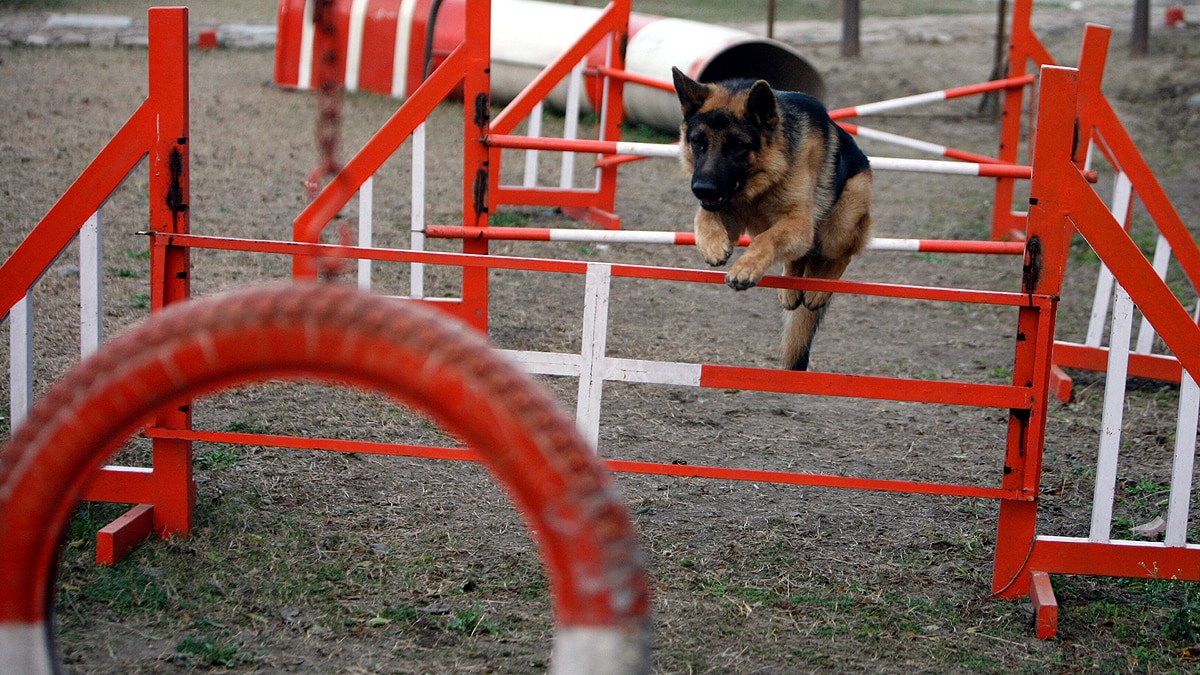 Indian Army Dog Unit
