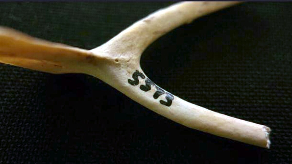 Who ate first chicken?