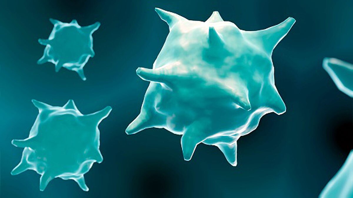 Types of Blood Cells