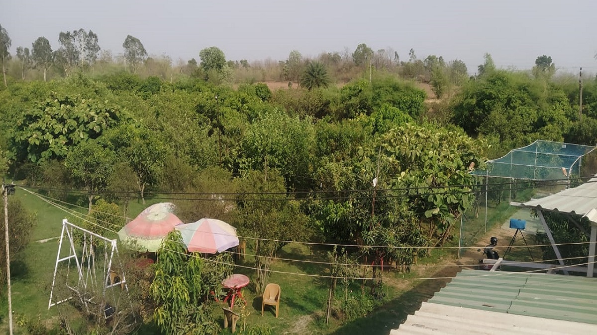 Myazaki mango weight