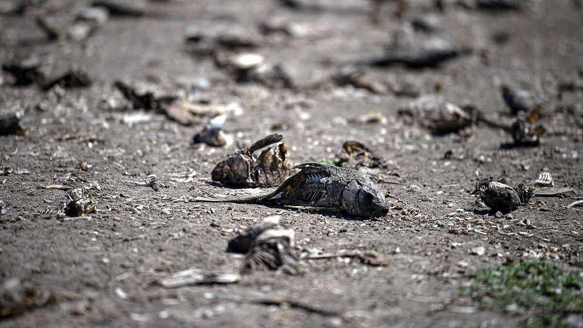 Chilean Lake Turns to Desert
