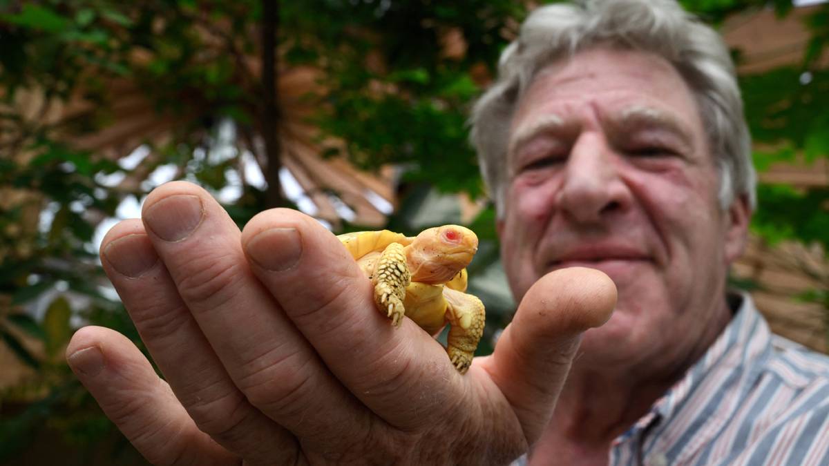 Rare albino Galapagos giant tortoise