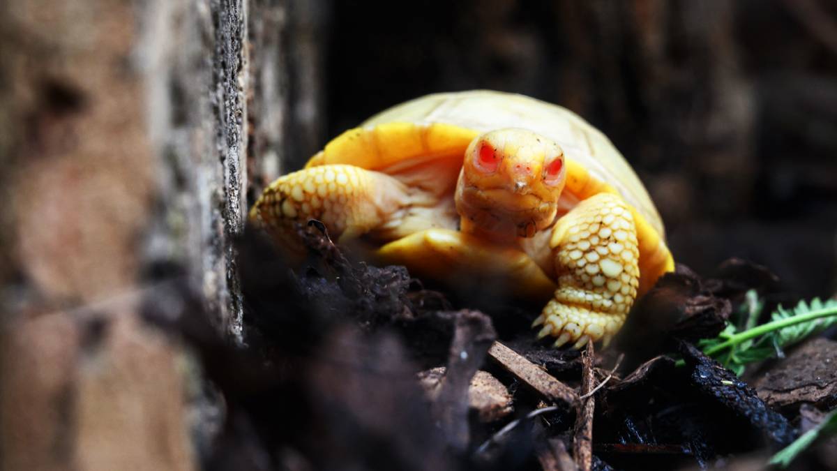 Rare albino Galapagos giant tortoise