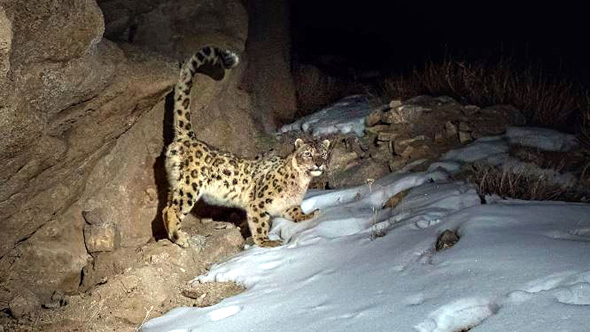 Snow Leopard in Ladakh