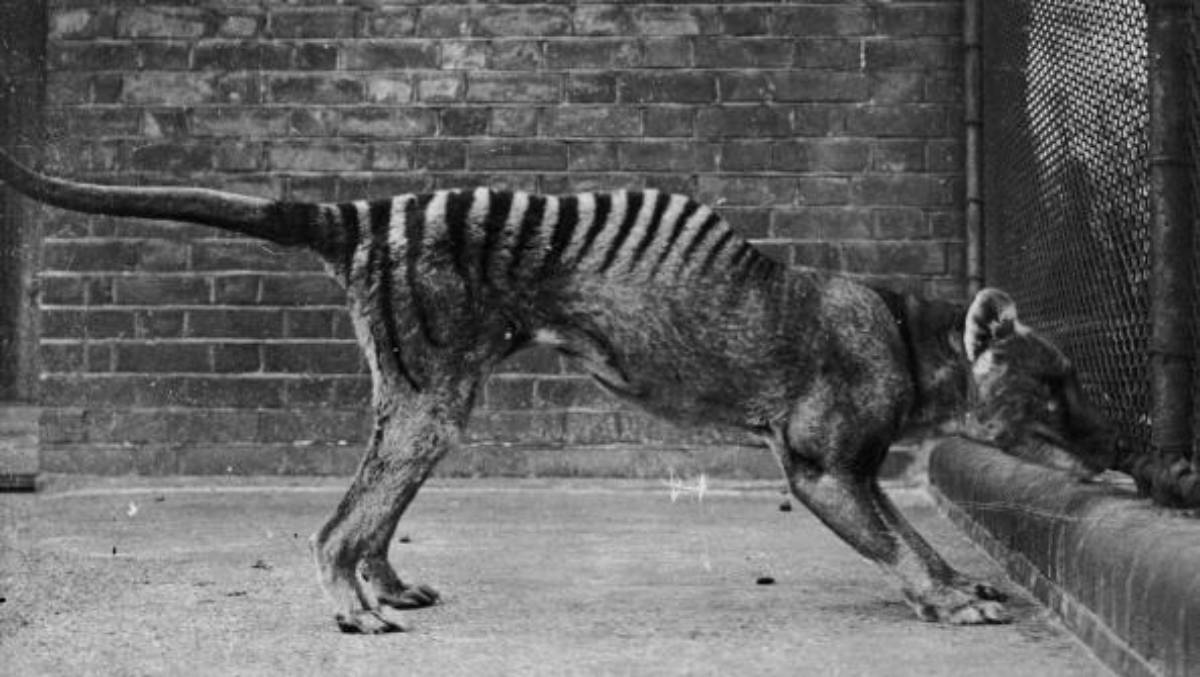 De-extinction of tasmanian tiger
