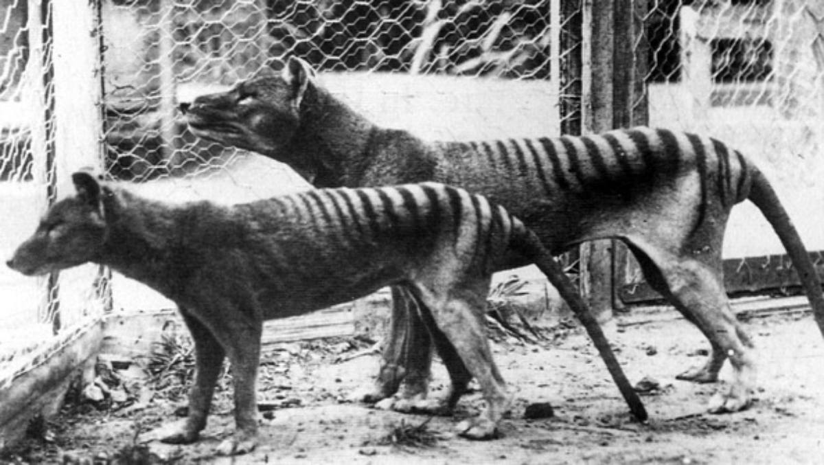 De-extinction of tasmanian tiger