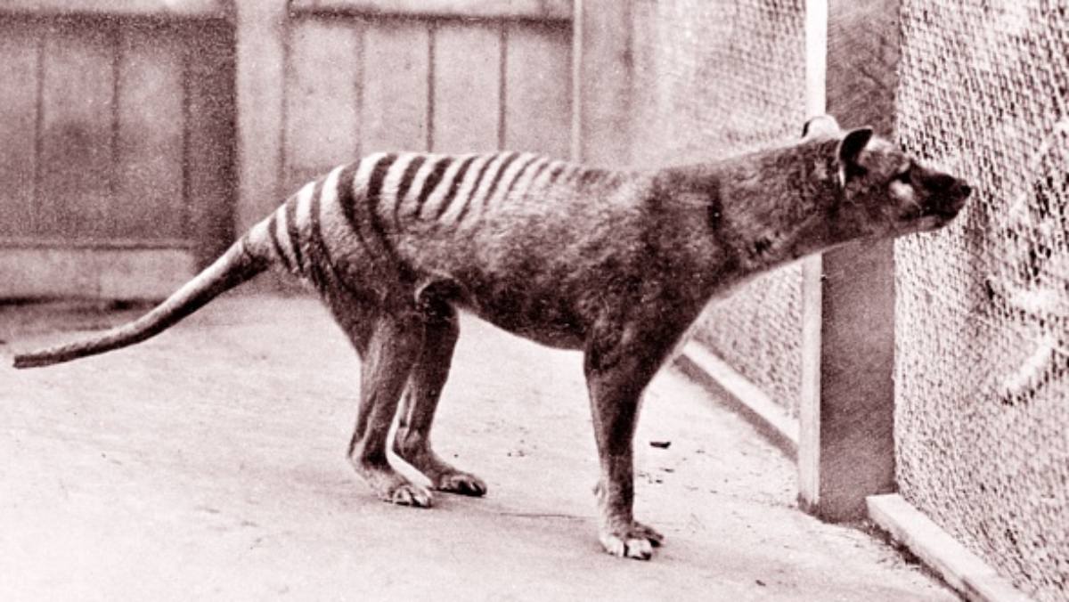 De-extinction of tasmanian tiger