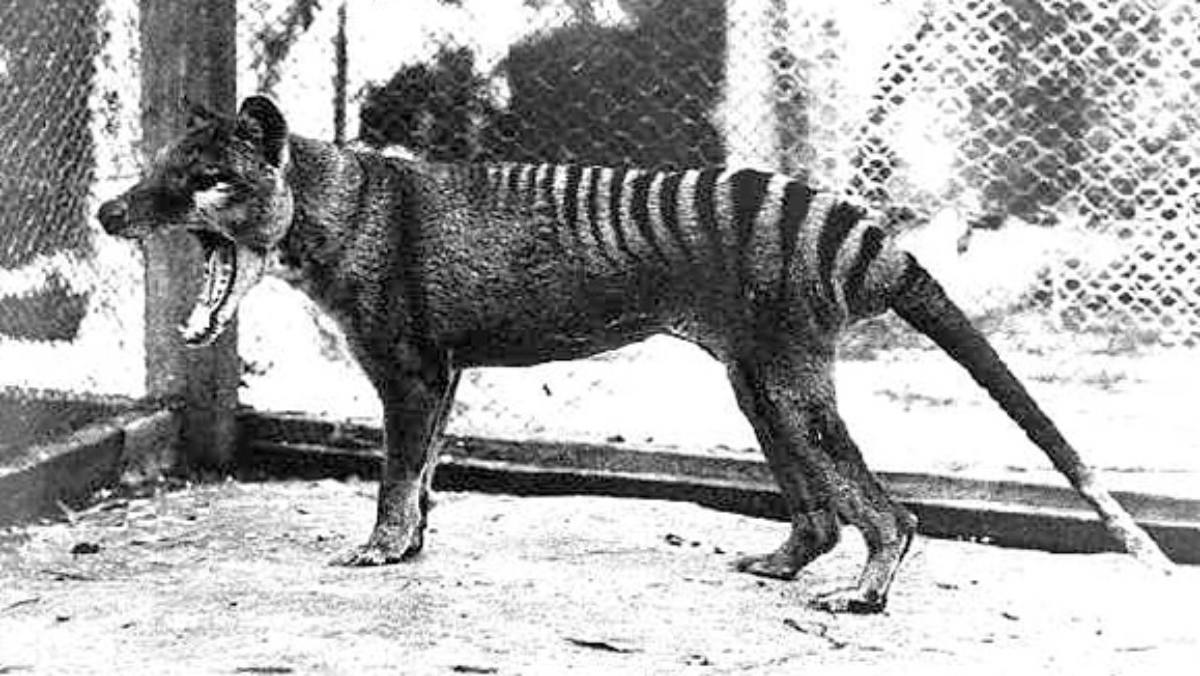 De-extinction of tasmanian tiger