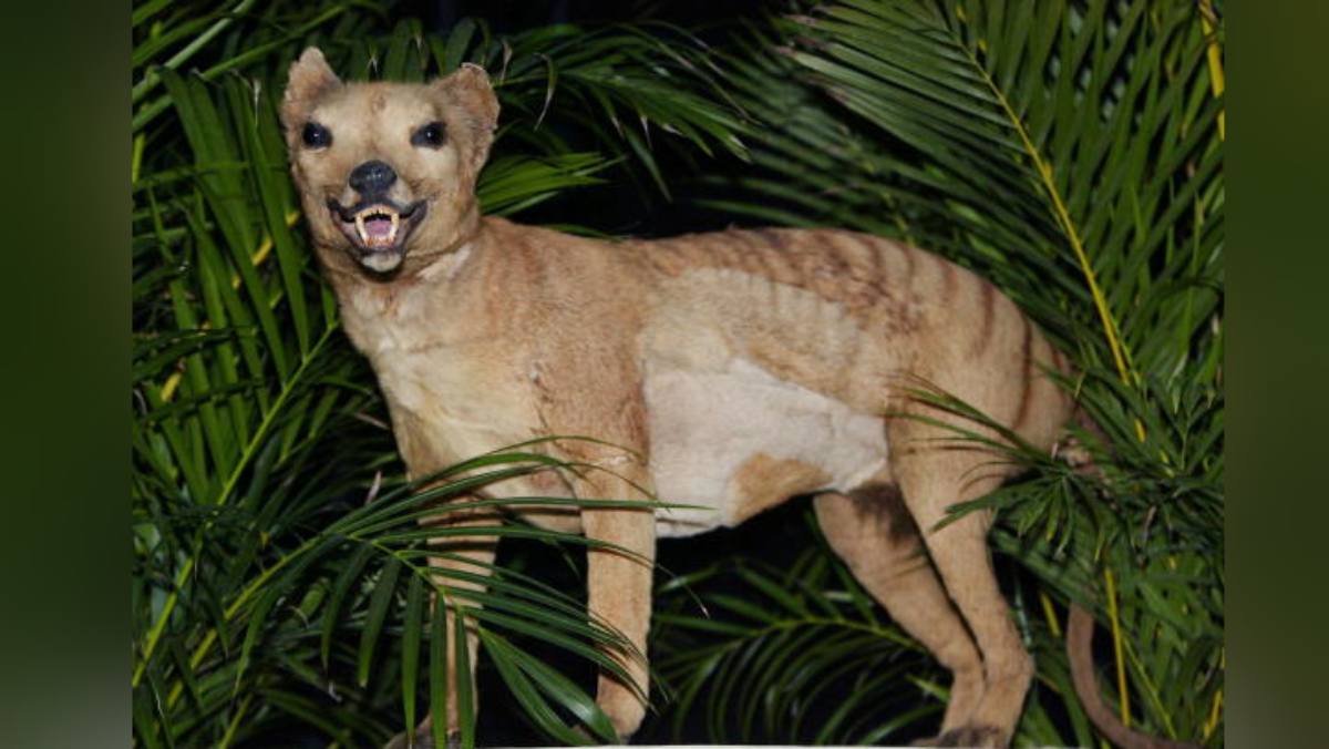 De-extinction of tasmanian tiger