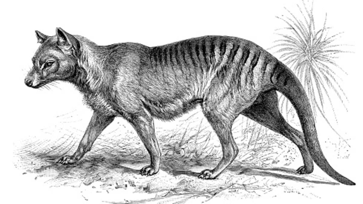 De-extinction of tasmanian tiger