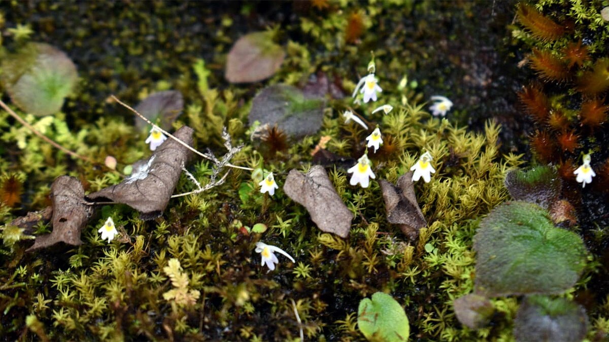 Carnivorous Plant Uttarakhand
