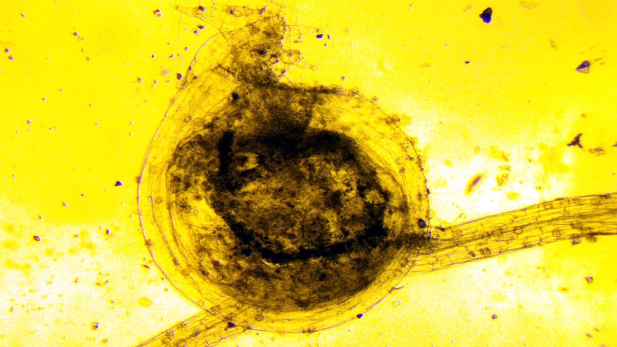 Carnivorous Plant Uttarakhand