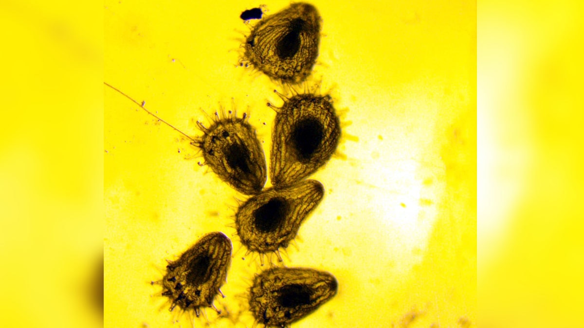 Carnivorous Plant Uttarakhand