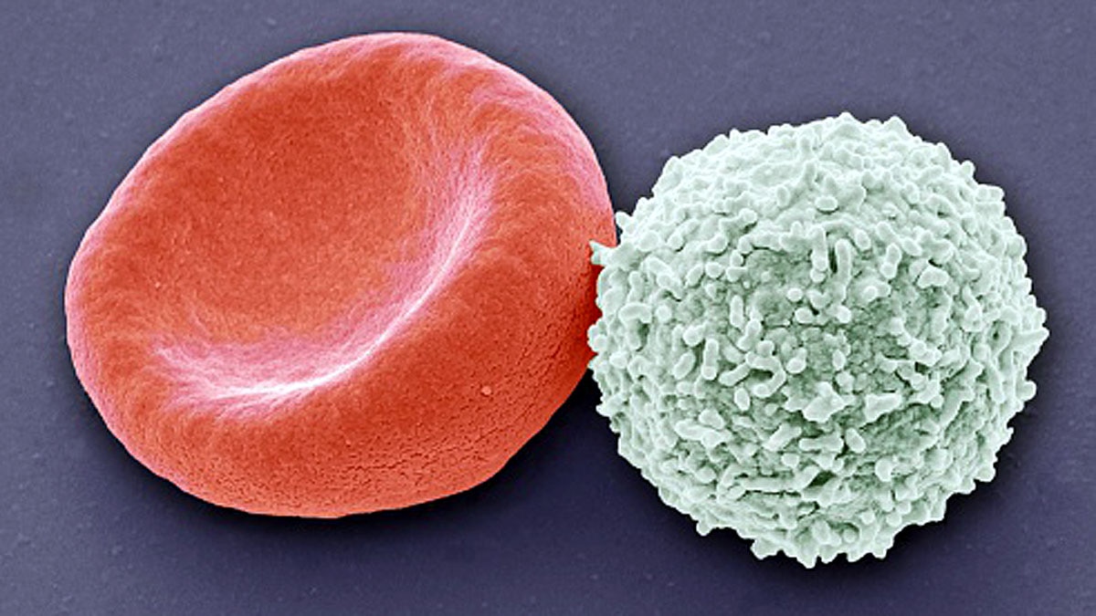 Types of Blood Cells