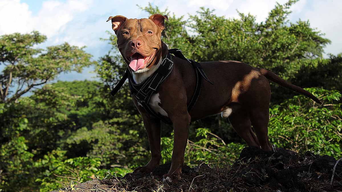 10 signs that your Dog is angry