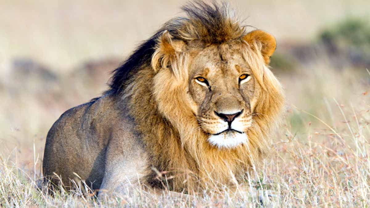 Dangerous Cats of The World