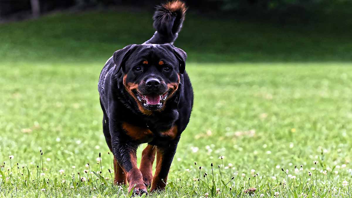 10 signs that your Dog is angry