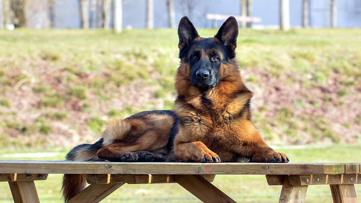 10 signs that your Dog is angry